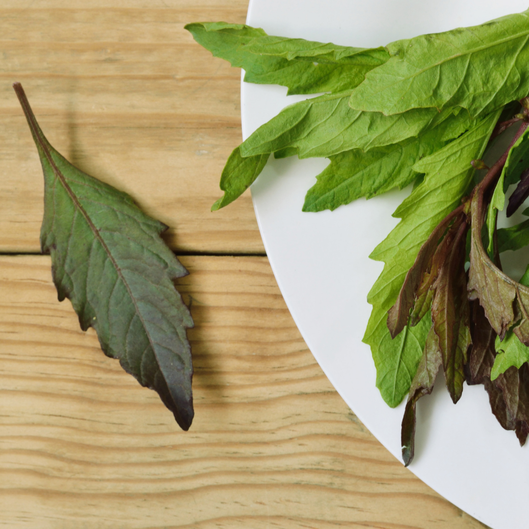 Epazote - Dry Form Herb